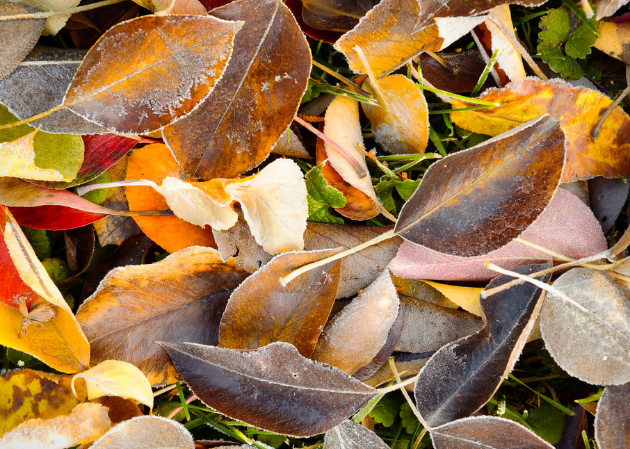 Fallen Autumn Leaves, Kittitas County, Washington, 2013