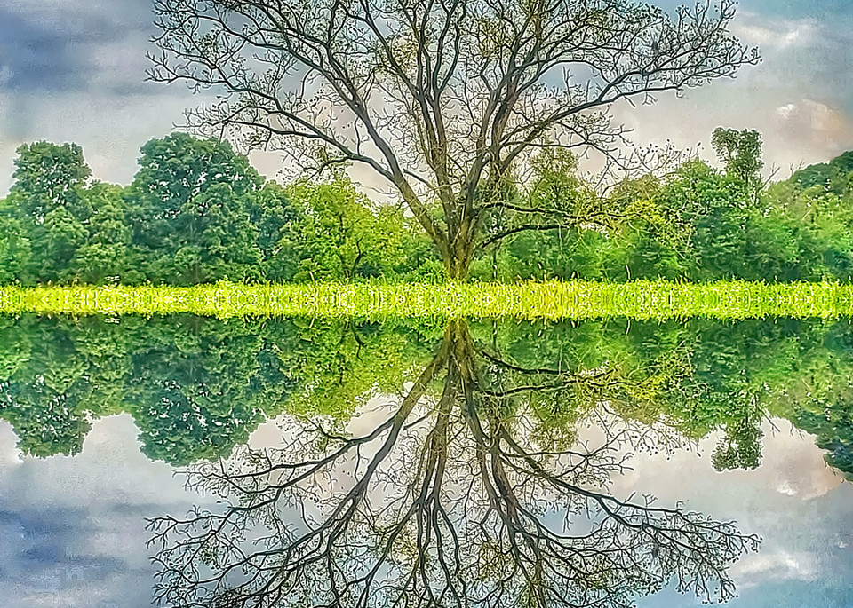 "Reflecting On Trees" Photography Art | Inspired Imagez 
