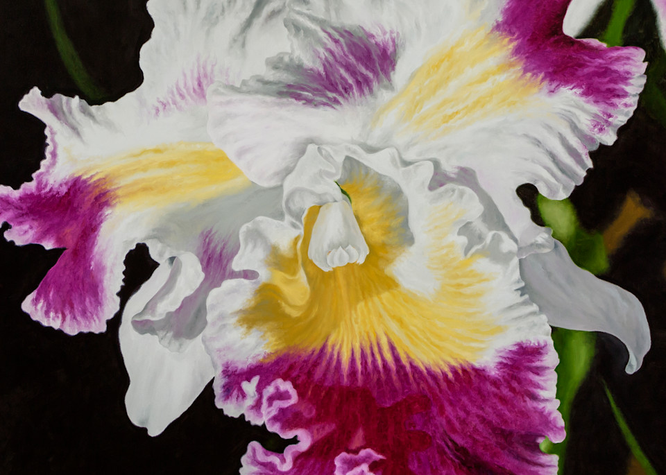 Orchid   Prints Art | Mercedes Fine Art