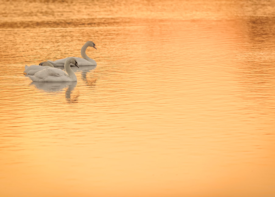 Swans In Gold
