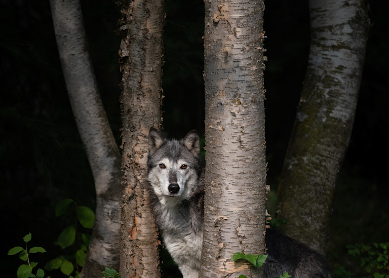Dark Forest Bright Wolf