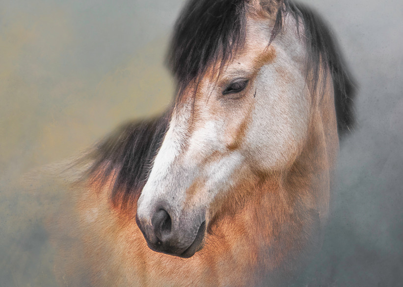 Buckskin Mare   (Colour Option) Photography Art | Shelly Priest Photography