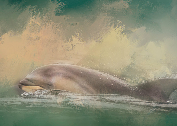 Pacific White Sided Dolphin Photography Art | Shelly Priest Photography