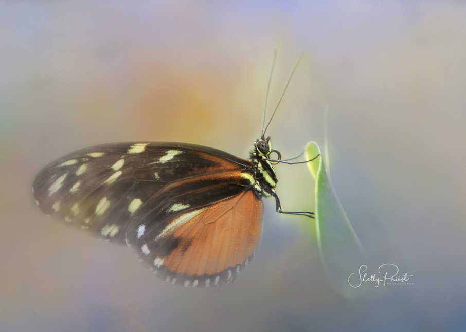 Butterfly Photography Art | Shelly Priest Photography