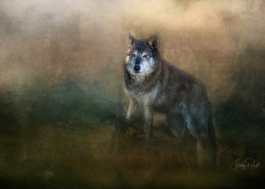 Tundra Wolf Photography Art | Shelly Priest Photography