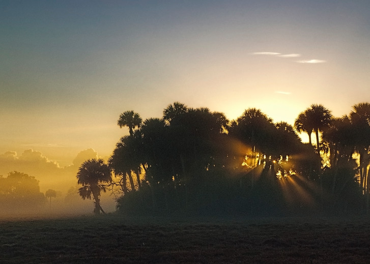 Sunrise filtered through a gathering of trees at a Florida ranch