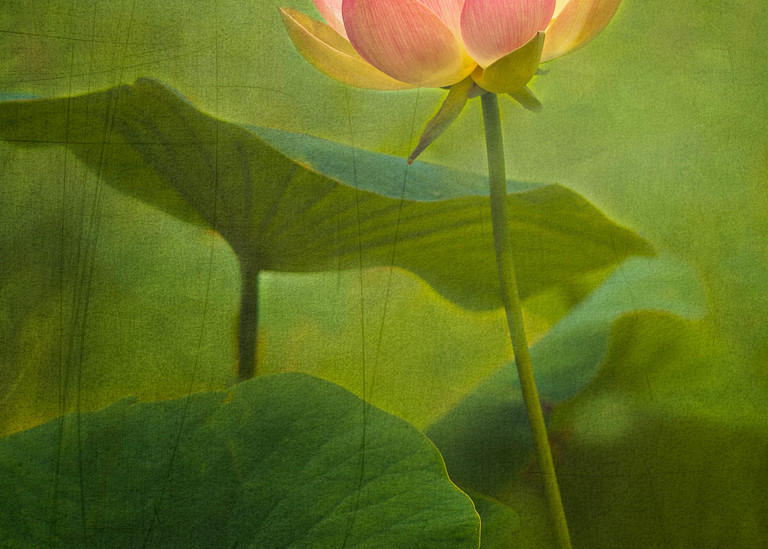 And Still I Rise Lotus Fine Art Print