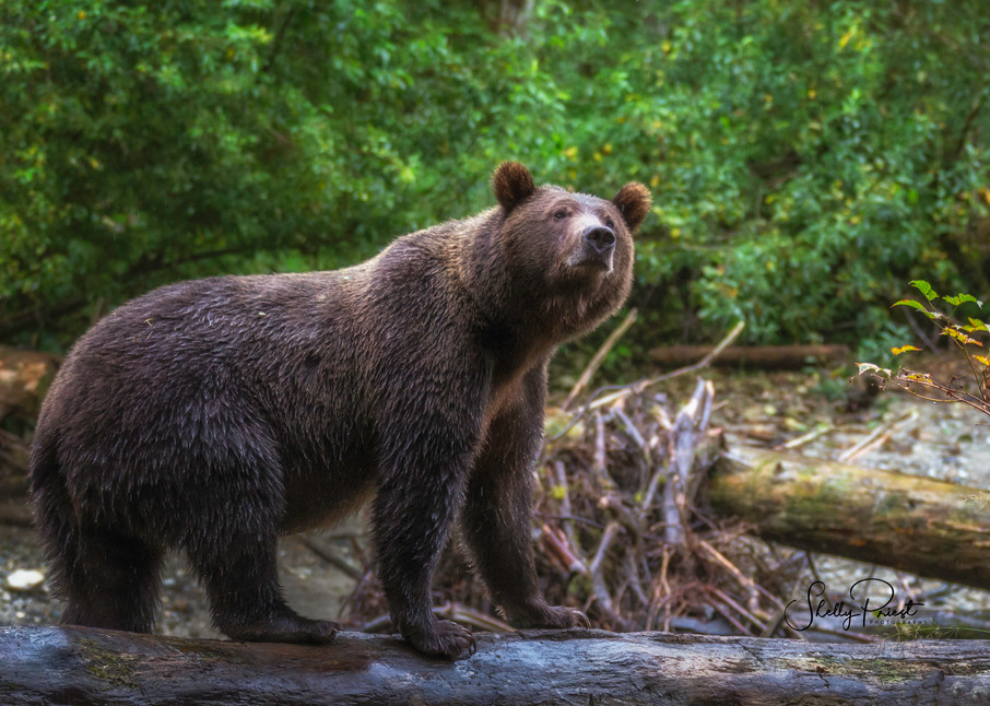 Curious Grizzly Photography Art | Shelly Priest Photography