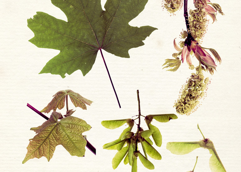 Acer macrophyllum Botanical Print Art | Shop Prints | Zigzag Mt Art