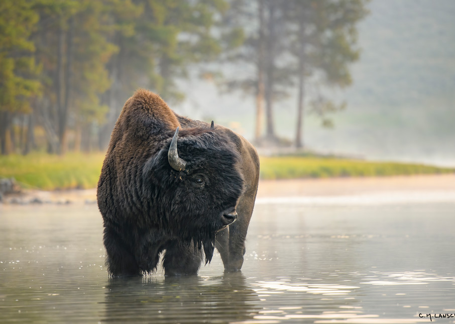 Bull Bison at Nez Perce Ford  #2152