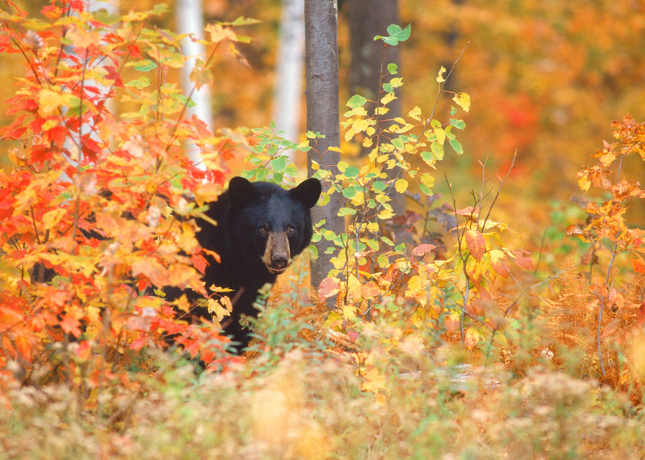 Black Bear in Autumn Color