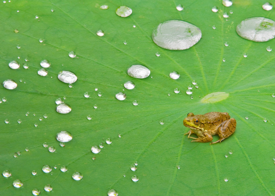 Green Frog on Lotus Pad