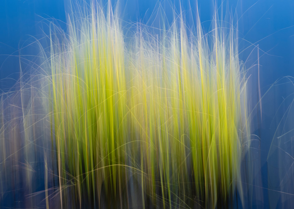 Pond grass motion blur