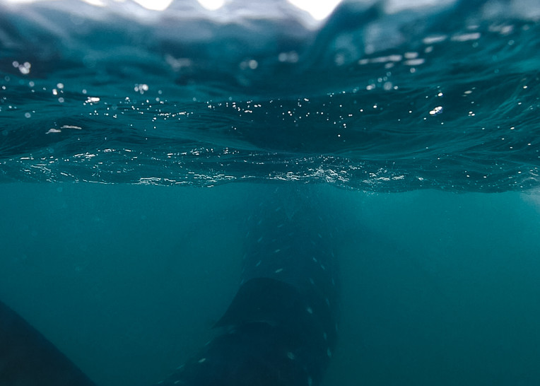 Tickle The Whale Shark Photography Art | Austin Marvel