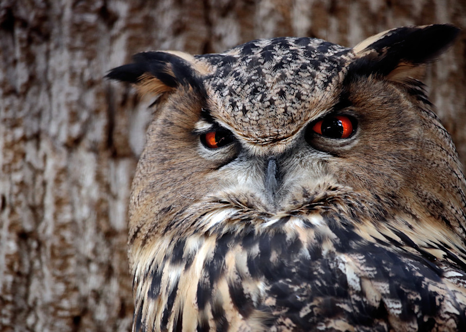 Staring Into The Owl's Soul Photography Art | Austin Marvel