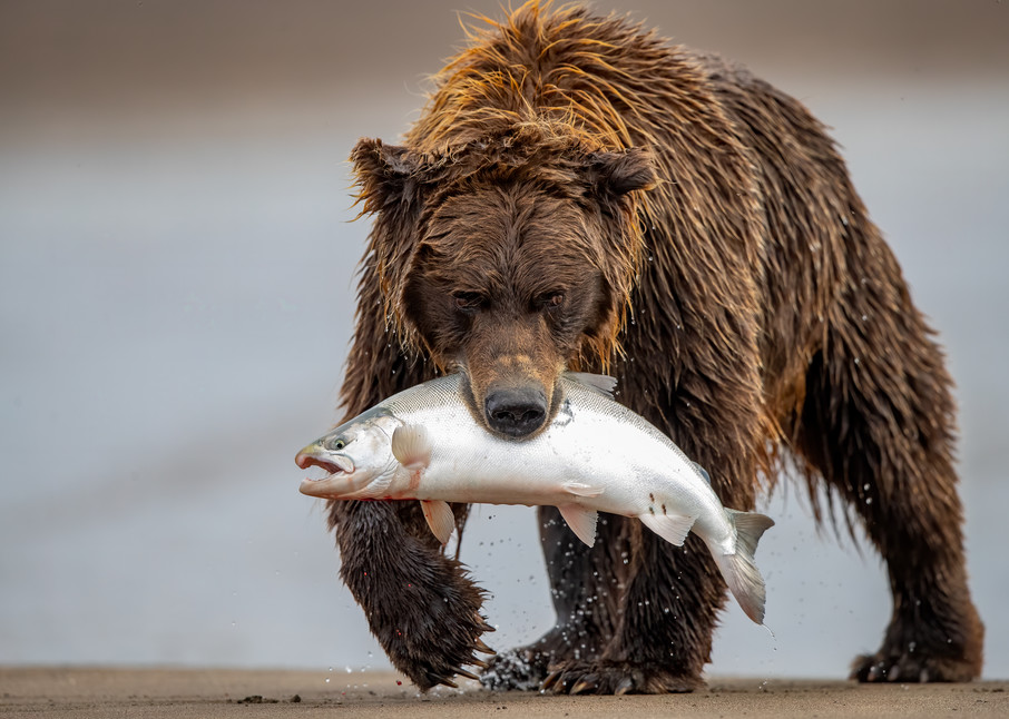 Fisher Bear Photography Art | danieldauria