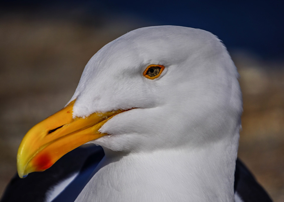 Handsome Seagull Photography Art | Brad Wright Photography