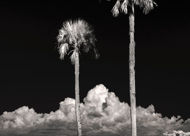 Two Palms Under The Waxing Gibbous Moon   Infrared,  Sepia Photography Art | Distant Light Studio