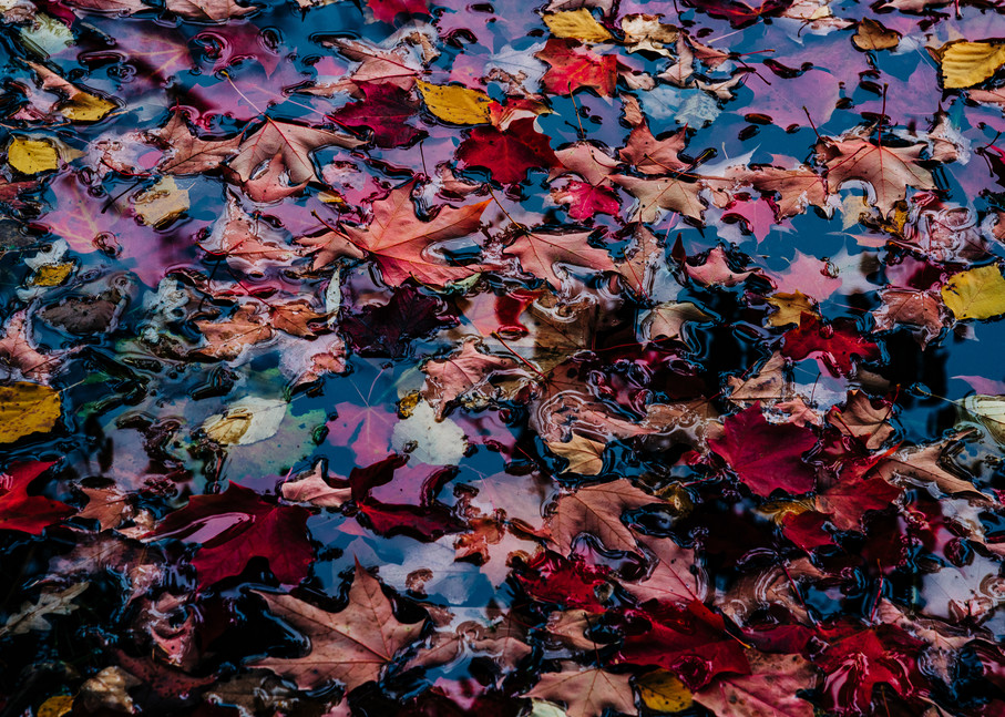 Colors - Autumn Leaves, photography by Jeremy Simonson.