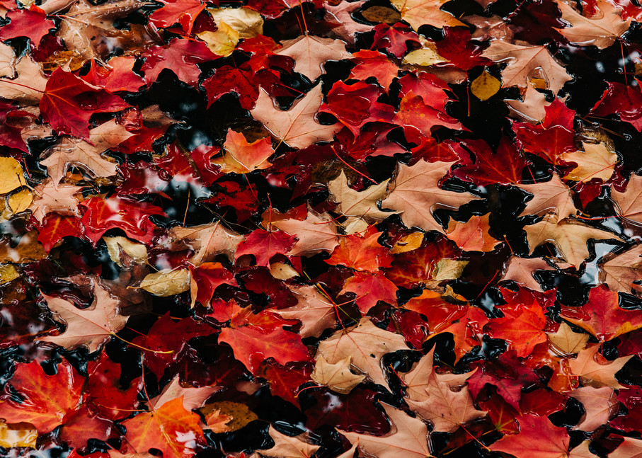 Colors - Autumn Leaves II, photography by Jeremy Simonson.