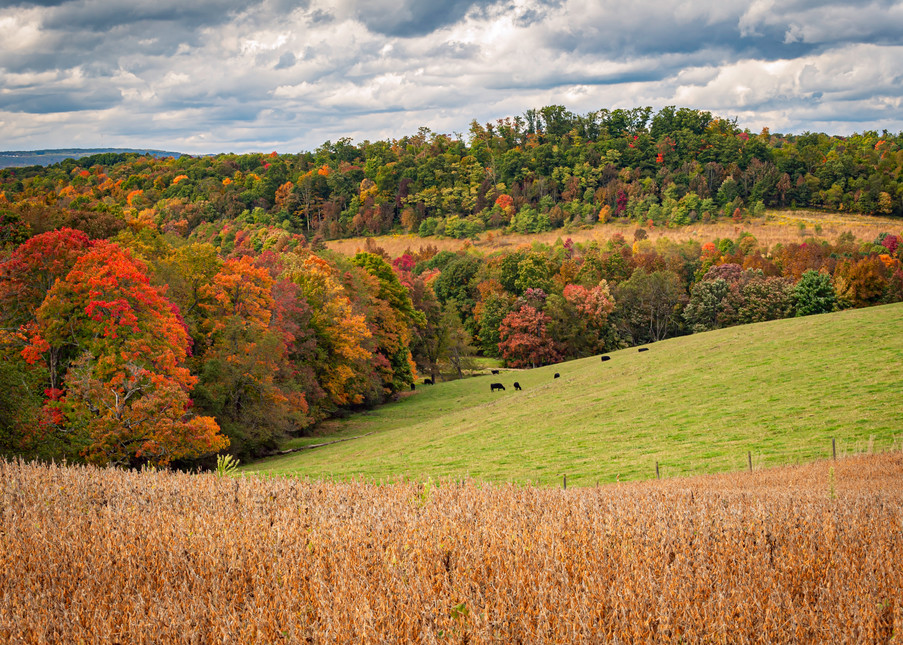 Rolling Hills and Fall Colors