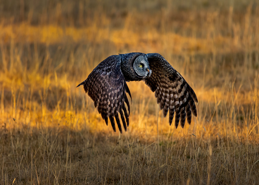 Great Gray Owl In Flight Photography Art | McKendrick Photography