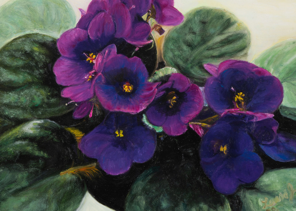 Realistic African Violets 