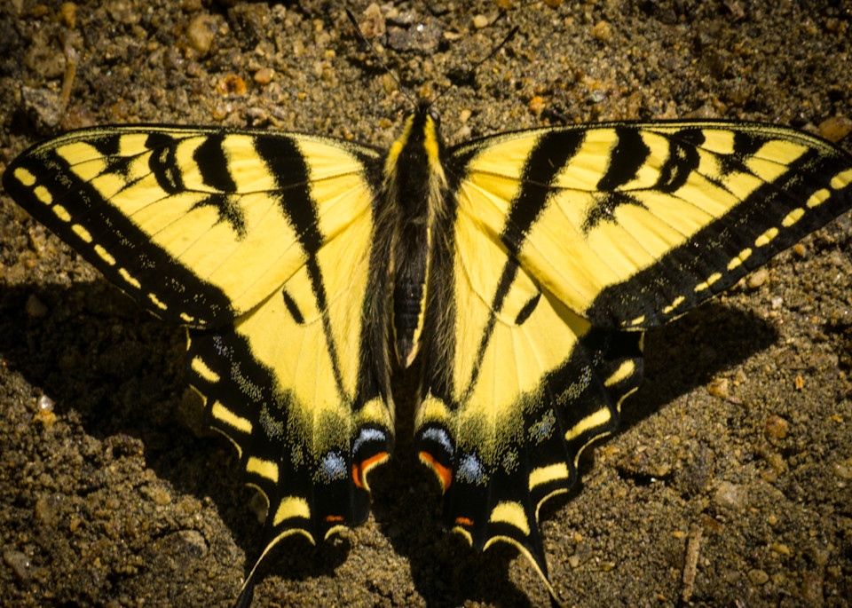 Tiger Swallowtail Butterfly Photography Art | Brad Wright Photography