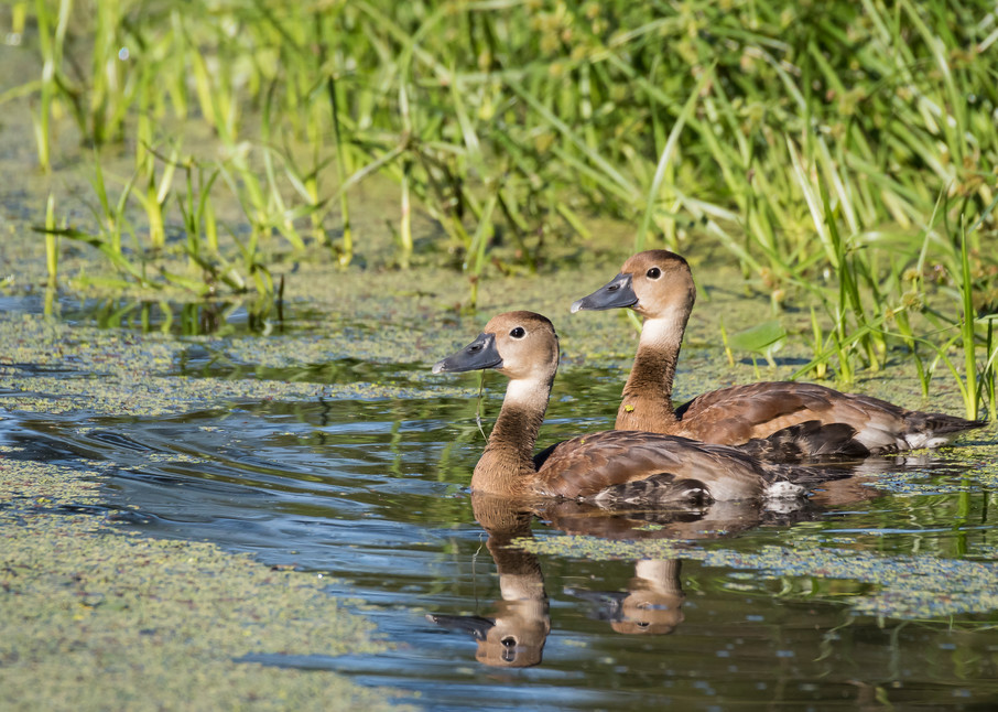Black-bellied Whistling Duck Juveniles, Damon, Texas