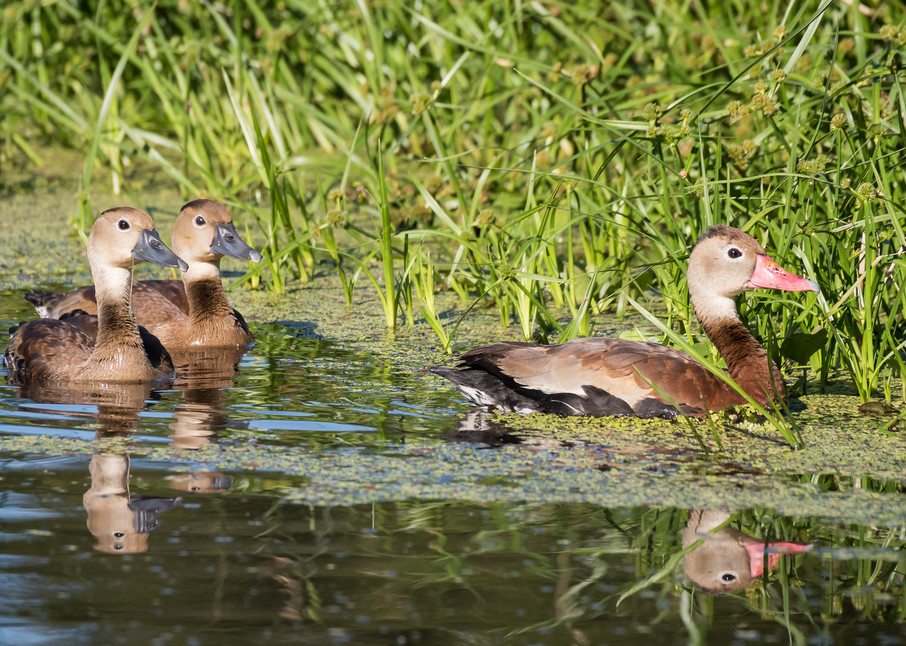 Black-bellied Whistling Duck Family, Damon, Texas
