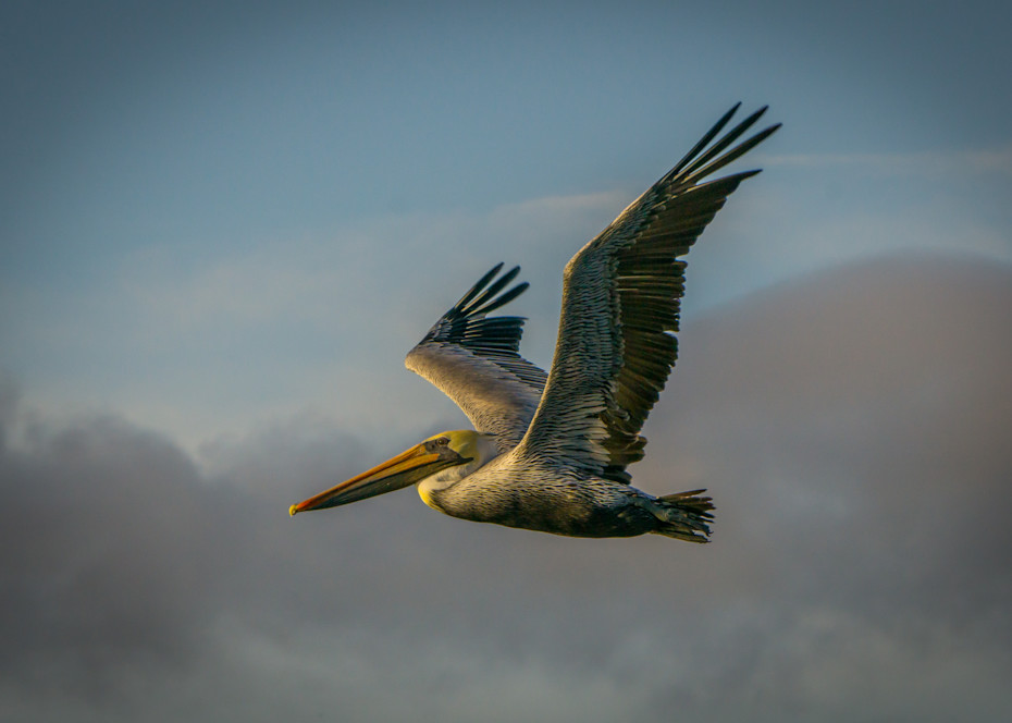Majestic Pelican Photography Art | Brad Wright Photography