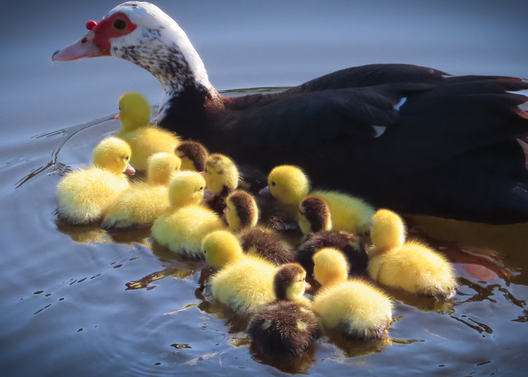 Lafreniere Park Muscovy Duck Family Photography Collection
 | Eugene L Brill
