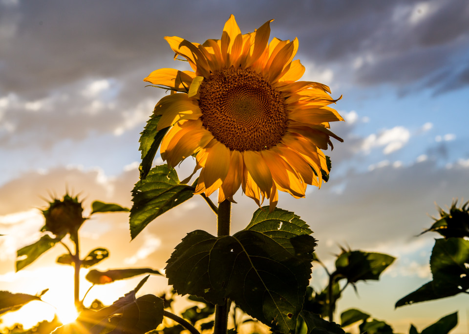 Fine Art Photography of Sunflower Fields in Northen Colorado