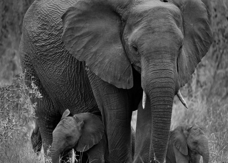 Elephant and two baby elephants in South Africa photographed by Rob Shanahan