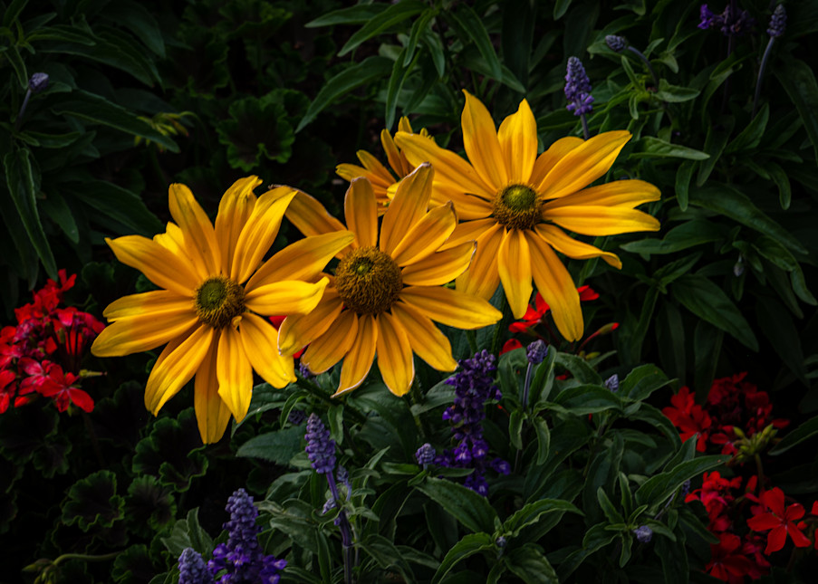 Denver Botanic Gardens 7 11 20 7 Photography Art | Steve Rotholz Photography