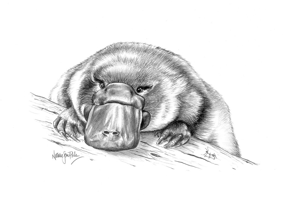 Platypus Pencil Drawing Next draw a vertical line and two horizontal lines across perry the platypus's head and body. natalie jane parker