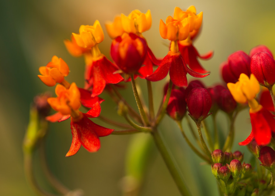 Red Orange Flowers  Photography Art | Carol's Little World