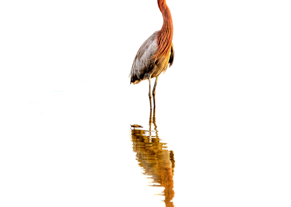 The Wader - Reddish Egret Fine-Art Print