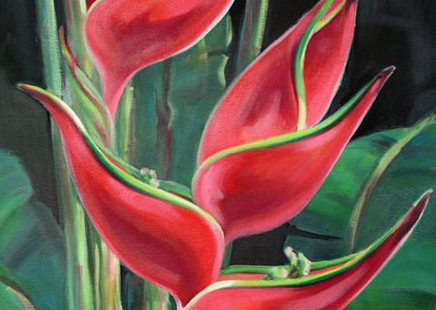Heliconia Flower Red Painting Print