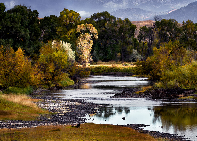 Vo  Morning On The Yellowstone River Art | Open Range Images