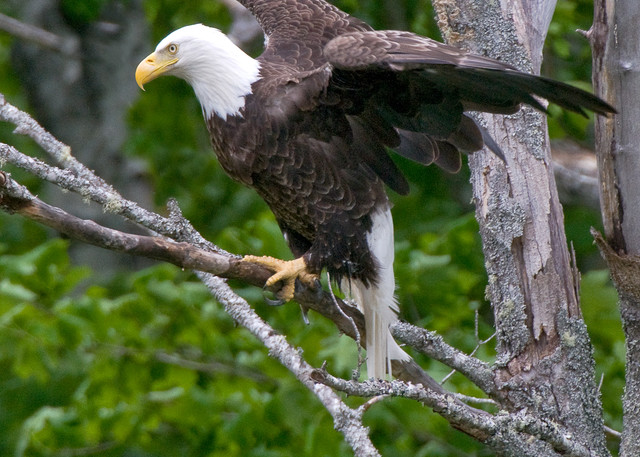 Bald Eagle, Maine