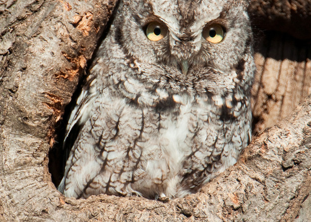 Gray Phase Screech Owl