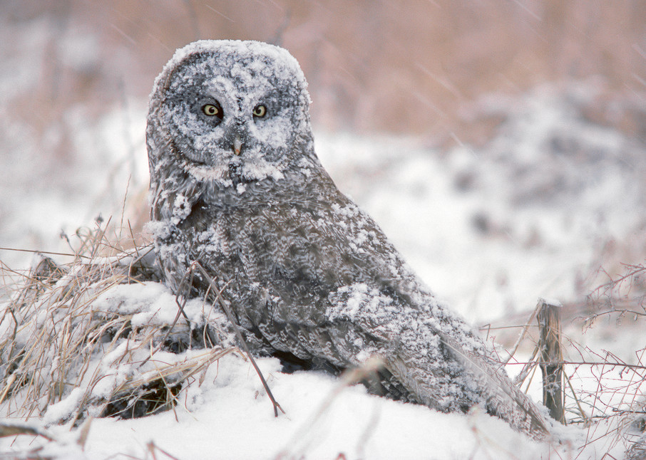 Great Gray Owl in Snow