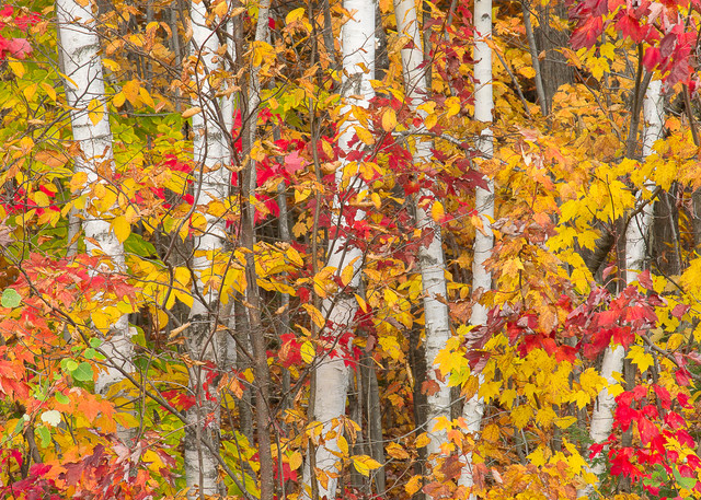 Birches in Fall Color