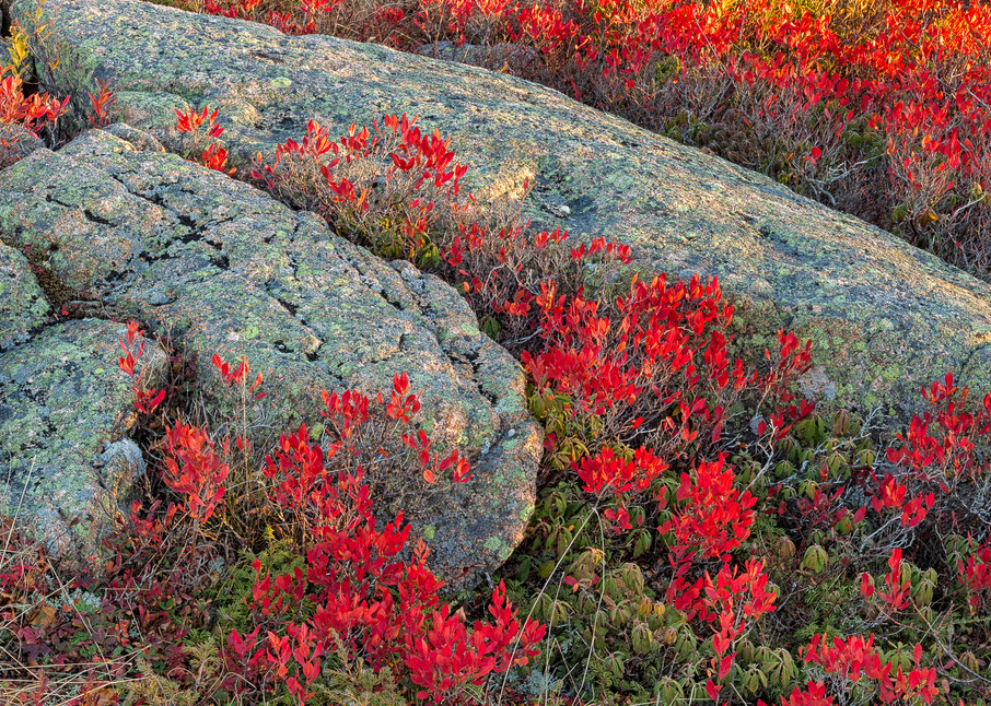 Blueberry Barrens, Acadia NP