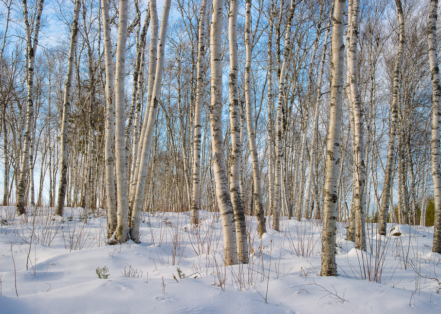 Birch Grove in Winter