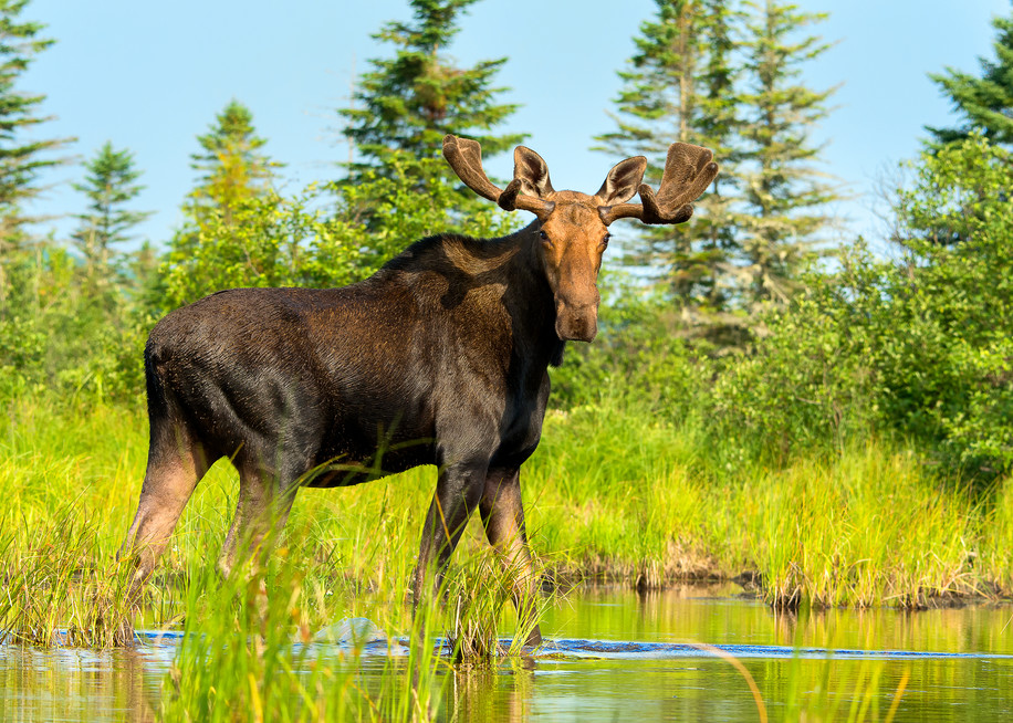 Bull Moose Drift-by