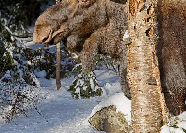 Bull Moose Behind Gray Birch Vertical