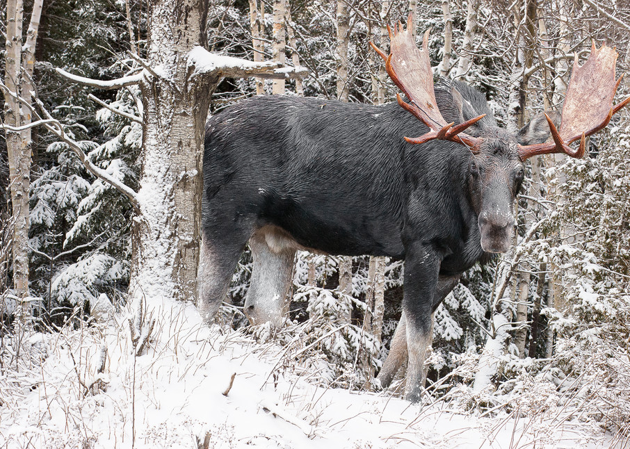 Bull Moose Behind Snowy Birches Photography Art | http://www.mooseprintsgallery.com