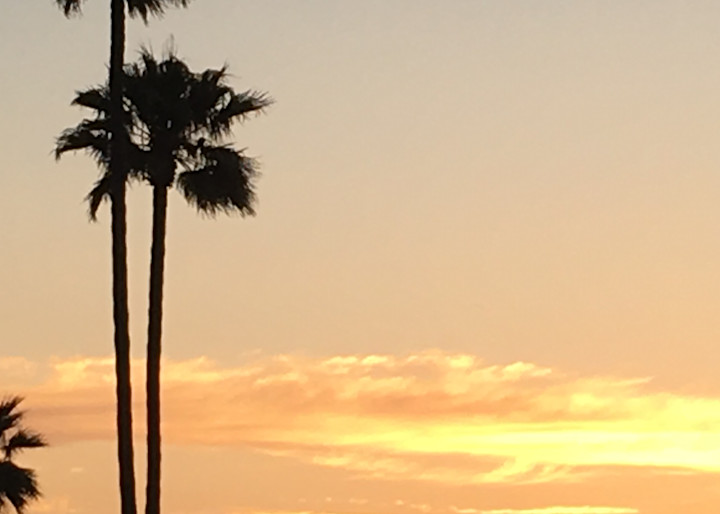 Southern California Palms at Sunset - art print - Dolores Esparza 